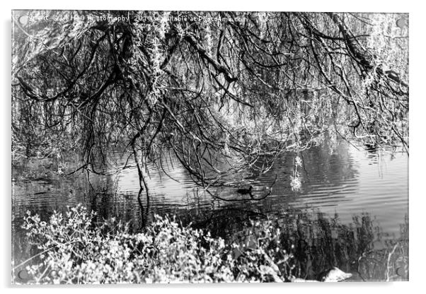 Black and white willow tree by the pond Acrylic by NKH10 Photography