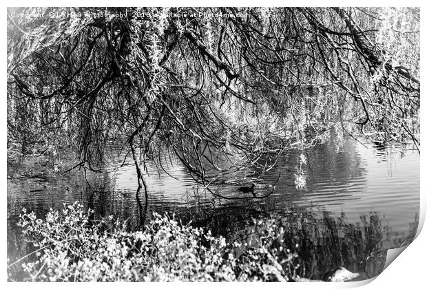 Black and white willow tree by the pond Print by NKH10 Photography