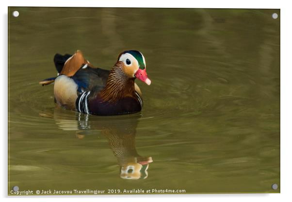 Male Mandarin duck  Acrylic by Jack Jacovou Travellingjour