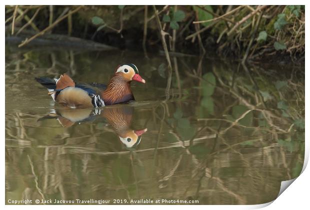 Male Mandarin duck  Print by Jack Jacovou Travellingjour