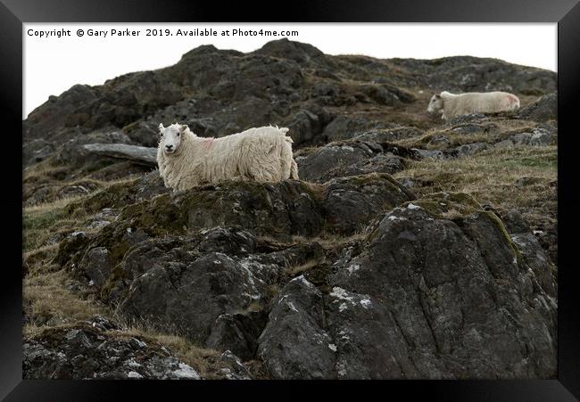 Sheep, grazing on a rocky mountainside, in Wales Framed Print by Gary Parker