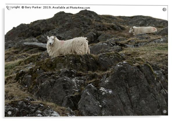 Sheep, grazing on a rocky mountainside, in Wales Acrylic by Gary Parker
