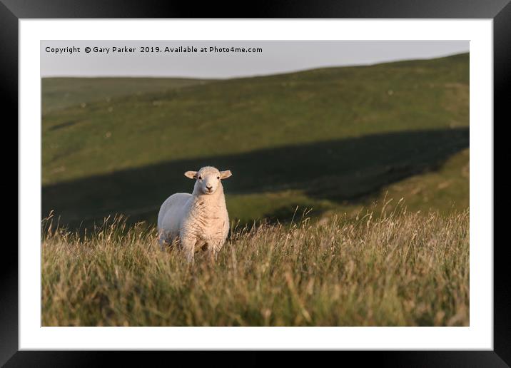 A single lamb, looking directly at the camera Framed Mounted Print by Gary Parker