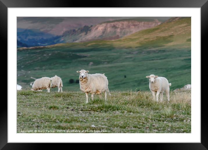Sheep grazing in the natural landscape of Wales Framed Mounted Print by Gary Parker
