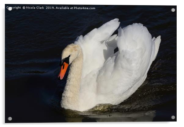 White Swan Acrylic by Nicola Clark