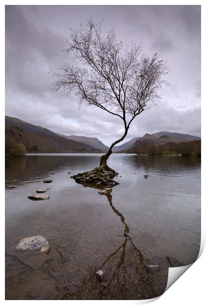 Lone Tree Llyn Padarn Print by CHRIS BARNARD