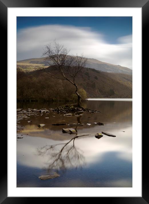 Lone Tree Llyn Padarn Framed Mounted Print by CHRIS BARNARD