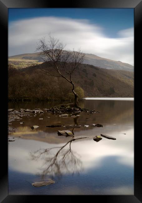 Lone Tree Llyn Padarn Framed Print by CHRIS BARNARD