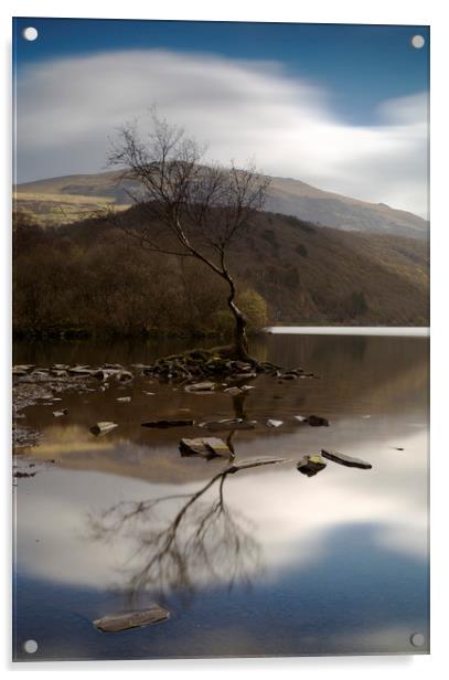 Lone Tree Llyn Padarn Acrylic by CHRIS BARNARD