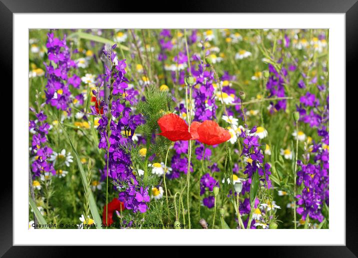 colorful spring wild flowers Framed Mounted Print by goce risteski