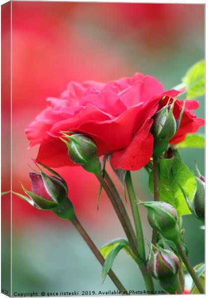 red rose flower Canvas Print by goce risteski
