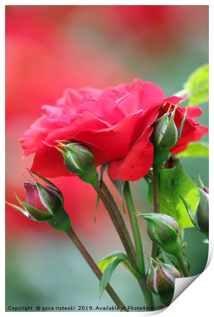 red rose flower Print by goce risteski