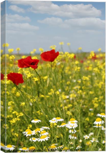 chamomile and poppy flowers meadow Canvas Print by goce risteski