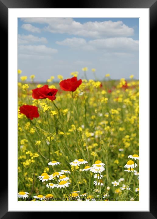 chamomile and poppy flowers meadow Framed Mounted Print by goce risteski
