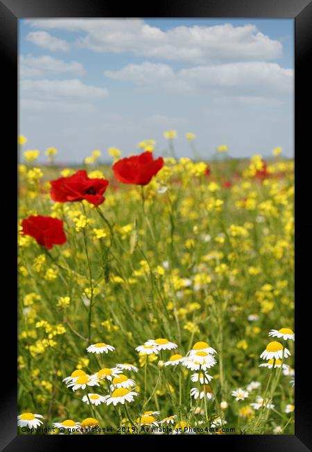 chamomile and poppy flowers meadow Framed Print by goce risteski
