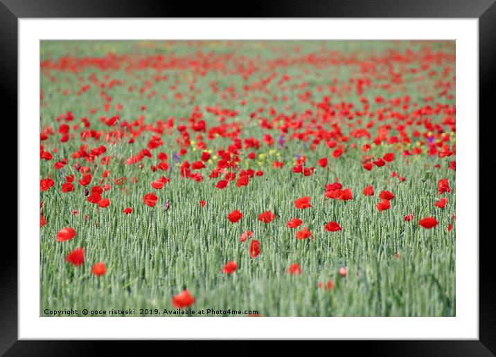 green wheat and red poppy flowers field Framed Mounted Print by goce risteski