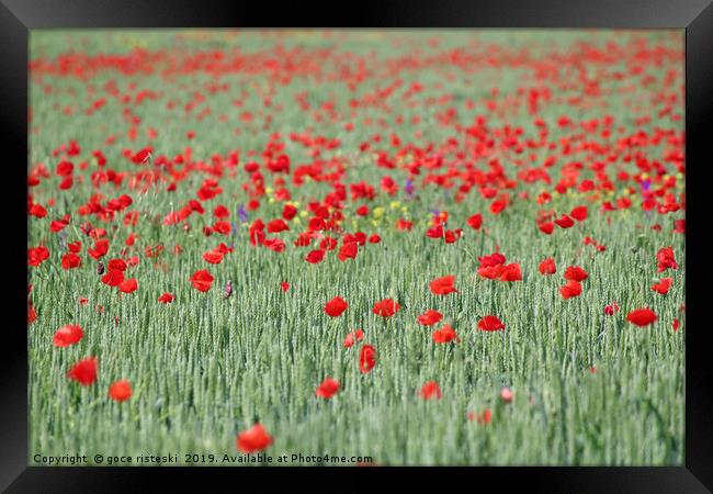 green wheat and red poppy flowers field Framed Print by goce risteski
