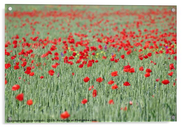 green wheat and red poppy flowers field Acrylic by goce risteski