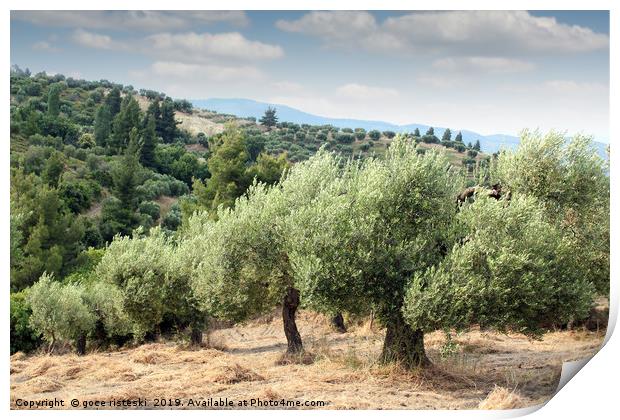 olive trees hill Print by goce risteski