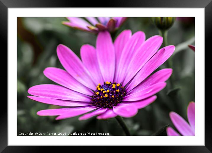 Purple flower, Osteospermum - Margarita Dark Pink Framed Mounted Print by Gary Parker