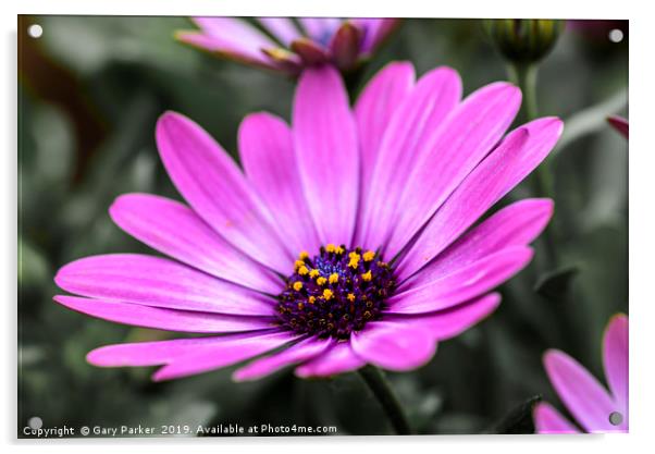 Purple flower, Osteospermum - Margarita Dark Pink Acrylic by Gary Parker