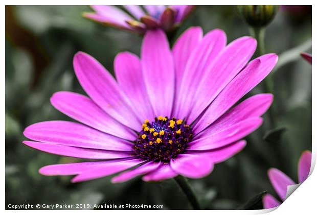 Purple flower, Osteospermum - Margarita Dark Pink Print by Gary Parker