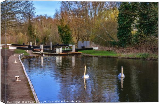 Swans At Greenham Lock Canvas Print by Ian Lewis