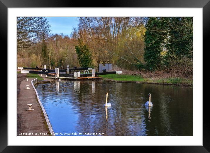 Swans At Greenham Lock Framed Mounted Print by Ian Lewis
