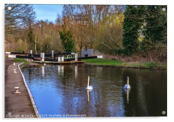 Swans At Greenham Lock Acrylic by Ian Lewis