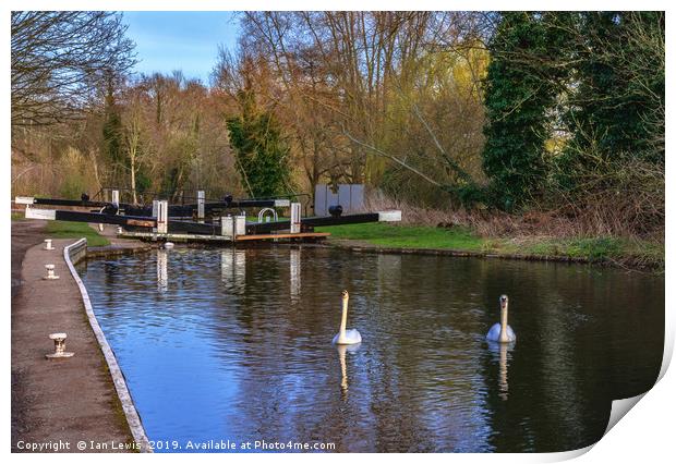Swans At Greenham Lock Print by Ian Lewis