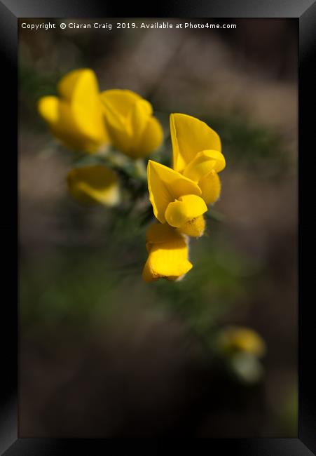 Yellow Flower  Framed Print by Ciaran Craig