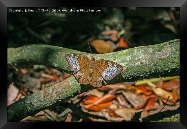 Malay Viscount butterfly Framed Print by Stuart C Clarke