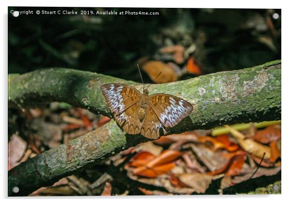 Malay Viscount butterfly Acrylic by Stuart C Clarke