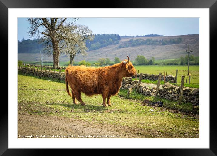 Long haired and horned Highland cow in a Scottish  Framed Mounted Print by Malgorzata Larys