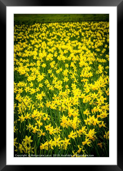 Yellow daffodils Framed Mounted Print by Malgorzata Larys
