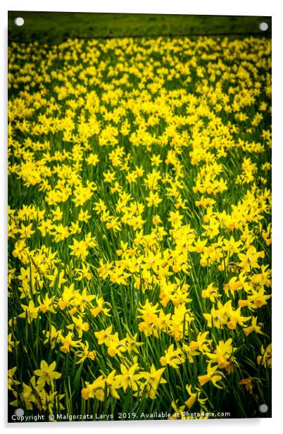 Yellow daffodils Acrylic by Malgorzata Larys