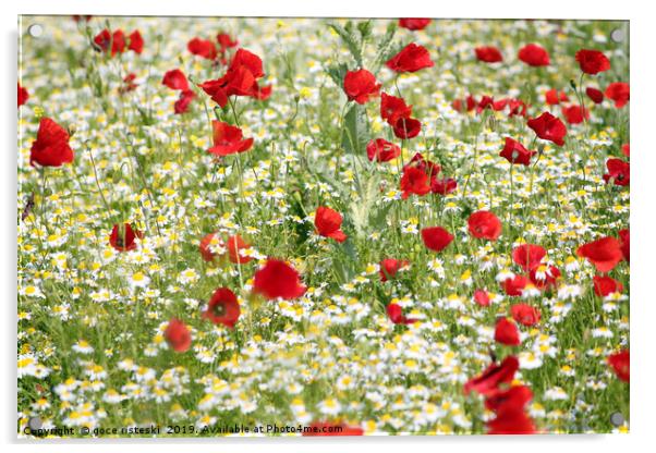 spring meadow with poppy and chamomile flowers Acrylic by goce risteski