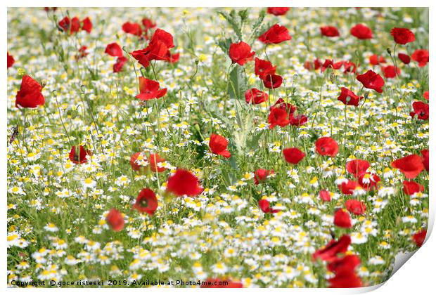 spring meadow with poppy and chamomile flowers Print by goce risteski