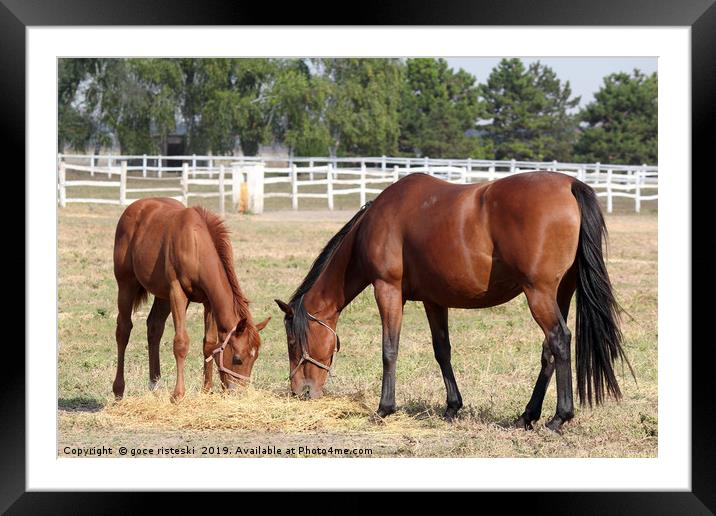 horse and foal eat hay ranch scene Framed Mounted Print by goce risteski