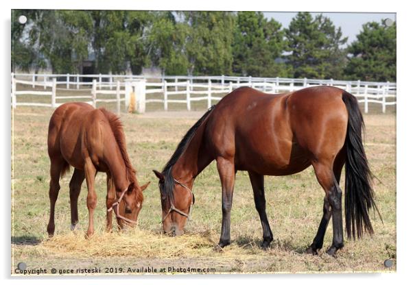 horse and foal eat hay ranch scene Acrylic by goce risteski