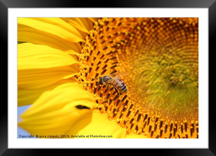 bee on sunflower summer nature scene Framed Mounted Print by goce risteski