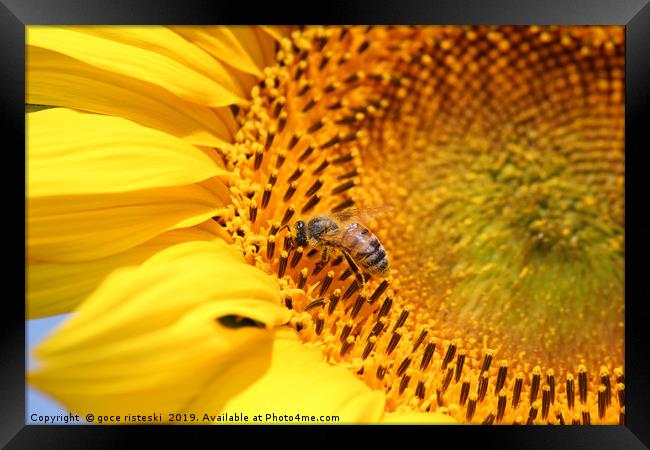 bee on sunflower summer nature scene Framed Print by goce risteski