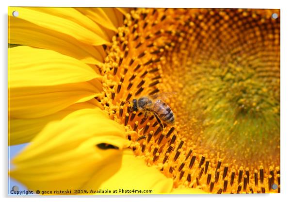 bee on sunflower summer nature scene Acrylic by goce risteski
