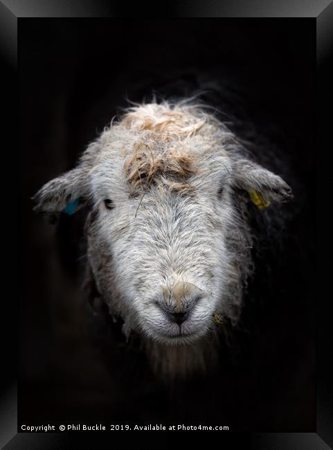 Bedraggled Herdwick Sheep Framed Print by Phil Buckle