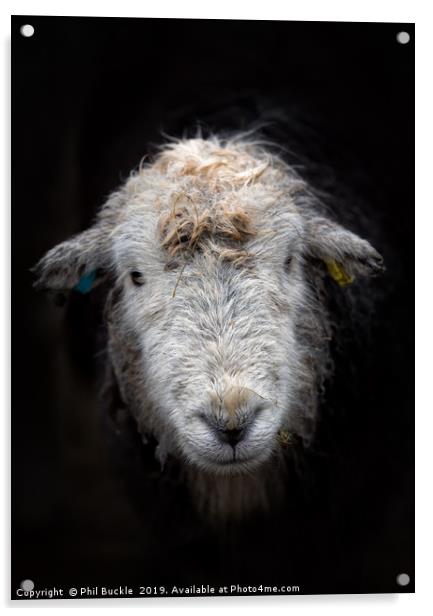 Bedraggled Herdwick Sheep Acrylic by Phil Buckle