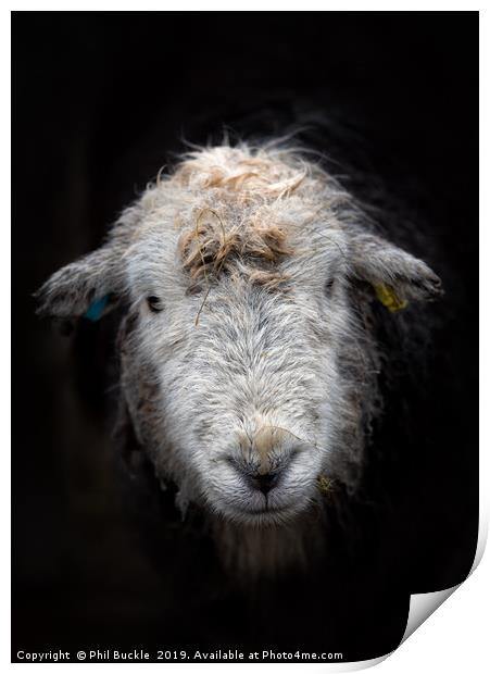 Bedraggled Herdwick Sheep Print by Phil Buckle