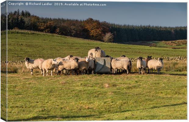 Ovine Top Table Canvas Print by Richard Laidler