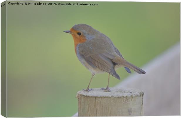 Robin at Ninesprings Yeovil Somerset  Canvas Print by Will Badman