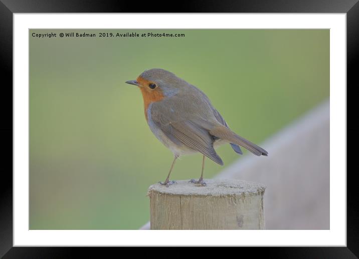 Robin at Ninesprings Yeovil Somerset  Framed Mounted Print by Will Badman