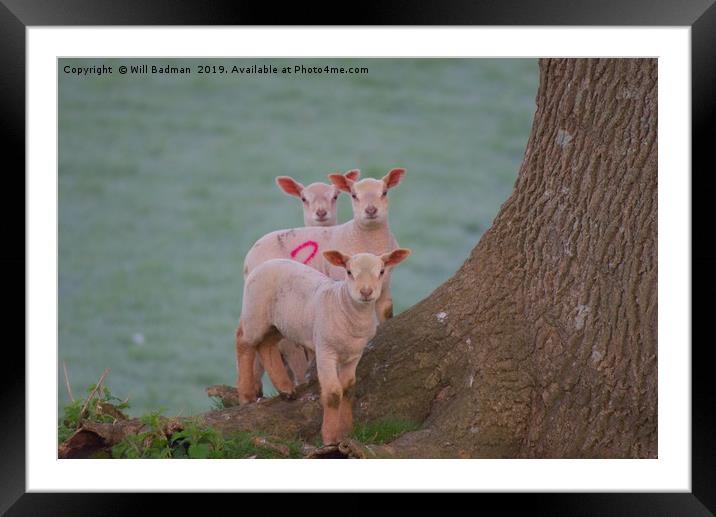 3 Young Lambs by a Tree in Somerset Framed Mounted Print by Will Badman